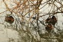 Pochard,Common03.jpg Slide 200