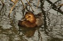Pochard,Common04.jpg Slide 201