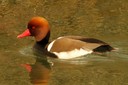 Pochard,Red-crested01.jpg Slide 202