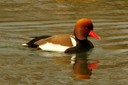 Pochard,Red-crested02.jpg Slide 203
