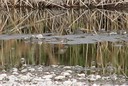 Redshank,Common01.jpg Slide 205