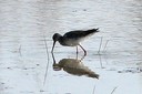 Redshank,Spotted01.jpg Slide 206