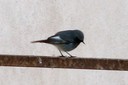 Redstart,Black01.jpg Slide 207