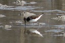 Sandpiper,Green01.jpg Slide 217