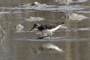 Sandpiper,Green02.jpg Slide 218