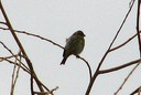 Serin,European01.jpg Slide 225