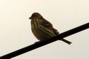 Serin,European03.jpg Slide 227