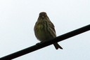 Serin,European04.jpg Slide 228