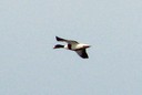 Shelduck,Common01.jpg Slide 229