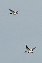 Shelduck,Common02.jpg Slide 230
