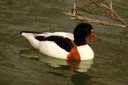 Shelduck,Common03.jpg Slide 231