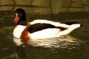 Shelduck,Common04.jpg Slide 232