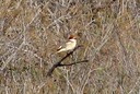 Shrike,Woodchat01.jpg Slide 241