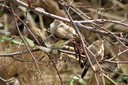 Silverbill,Indian02.jpg Slide 243