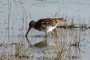 Snipe,Common01.jpg Slide 244