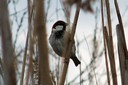 Sparrow,Italian01.jpg Slide 245