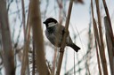 Sparrow,Italian02.jpg Slide 246
