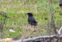 Starling,Spotless01.jpg Slide 247