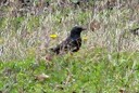 Starling,Spotless02.jpg Slide 248