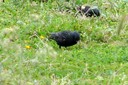 Starling,Spotless03.jpg Slide 249