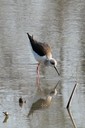 Stilt,Black-winged01.jpg Slide 250