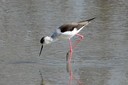 Stilt,Black-winged02.jpg Slide 251