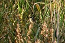 Stonechat01.jpg Slide 252