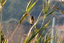 Stonechat02.jpg Slide 253