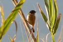 Stonechat03.jpg Slide 254