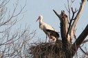 Stork,White01.jpg Slide 255