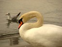 Swan,Mute01.jpg Slide 256