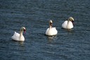 Swan,Mute02.jpg Slide 257