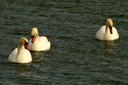 Swan,Mute03.jpg Slide 258
