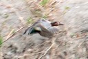 Teal,Green-winged02.jpg Slide 260