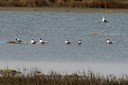 Tern,Gull-billed01.jpg Slide 261