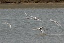 Tern,Gull-billed02.jpg Slide 262