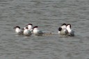 Tern,Gull-billed03.jpg Slide 263