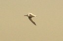 Tern,Sandwich01.jpg Slide 264
