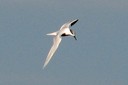 Tern,Sandwich02.jpg Slide 265