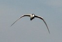 Tern,Sandwich03.jpg Slide 266