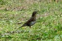 Thrush,Song01.jpg Slide 268