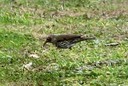 Thrush,Song02.jpg Slide 269