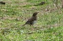 Thrush,Song03.jpg Slide 270