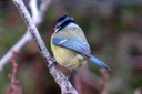 Tit,Blue01.jpg Slide 271