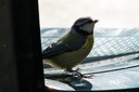 Tit,Blue02.jpg Slide 272
