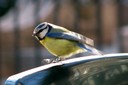 Tit,Blue03.jpg Slide 273