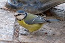 Tit,Blue04.jpg Slide 274