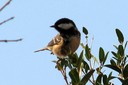 Tit,Coal01.jpg Slide 275
