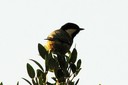 Tit,Coal02.jpg Slide 276
