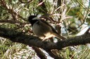 Tit,Coal03.jpg Slide 277